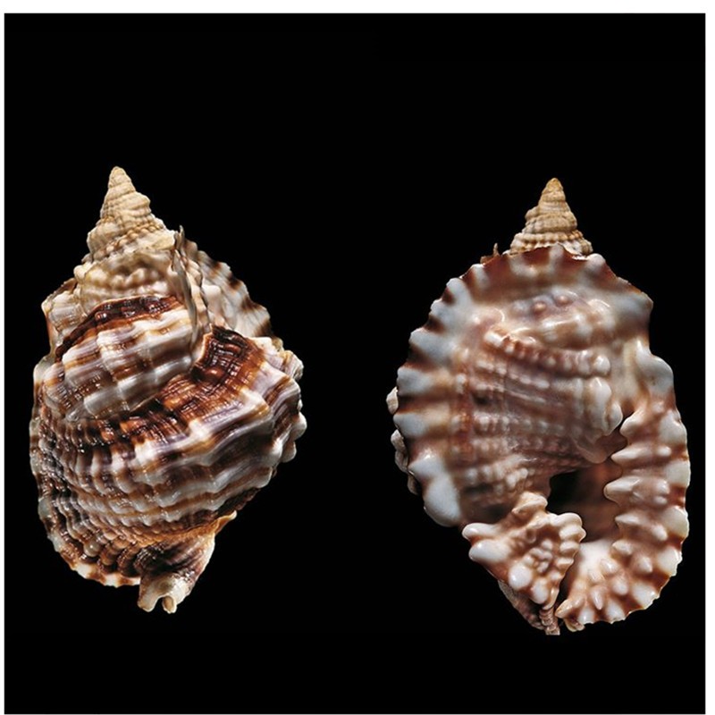 蓝海精灵天然海螺 扭扭螺5-6cm