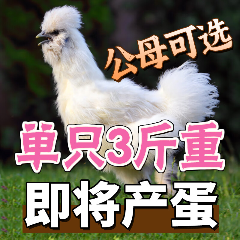 1只3斤左右白乌鸡公母可备注