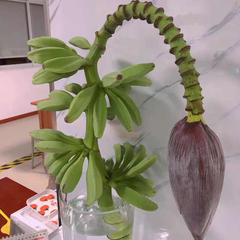 南有竹整串芭蕉花水培连果带杆新鲜香蕉花婚庆婚礼插花艺观赏绿植鲜