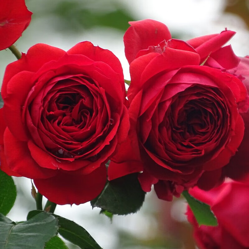 开花蔷薇花苗爬藤特大花卉盆栽地载庭院爬墙月季 红苹果【不爬藤】