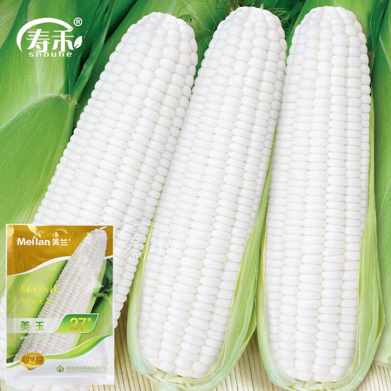 寿禾美玉27号甜糯玉米种子白糯棒特大 美兰美玉27号玉米种子 100g/袋