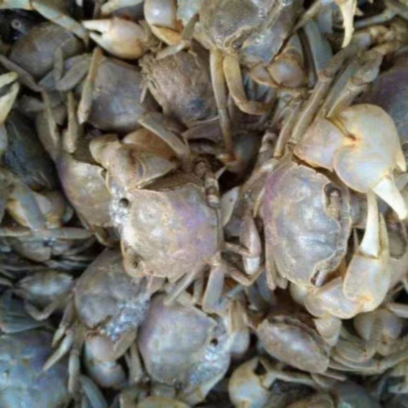 发财蟹 鲜活白玉蟹嘟噜蟹 3斤 小海蟹朋友蟹螃蜞蟹包活包肥鲜活特产 3