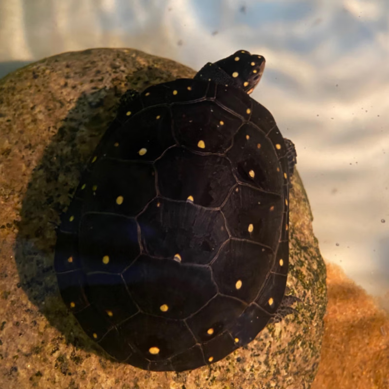 星点龟斑点水龟黄点乌龟活物河龟深水龟活体陆地名贵宠物龟 星点龟