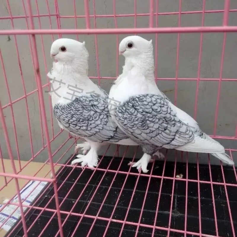 观赏鸽子淑女鸽黑细花淑女鸽兰花淑女鸽子活物一对批发宠物鸽活体 黑