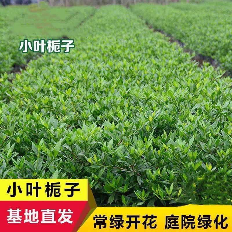 萌肉居小叶栀子花树苗绿植浓香型花卉盆栽耐旱耐冻绿化苗20-30cm高100
