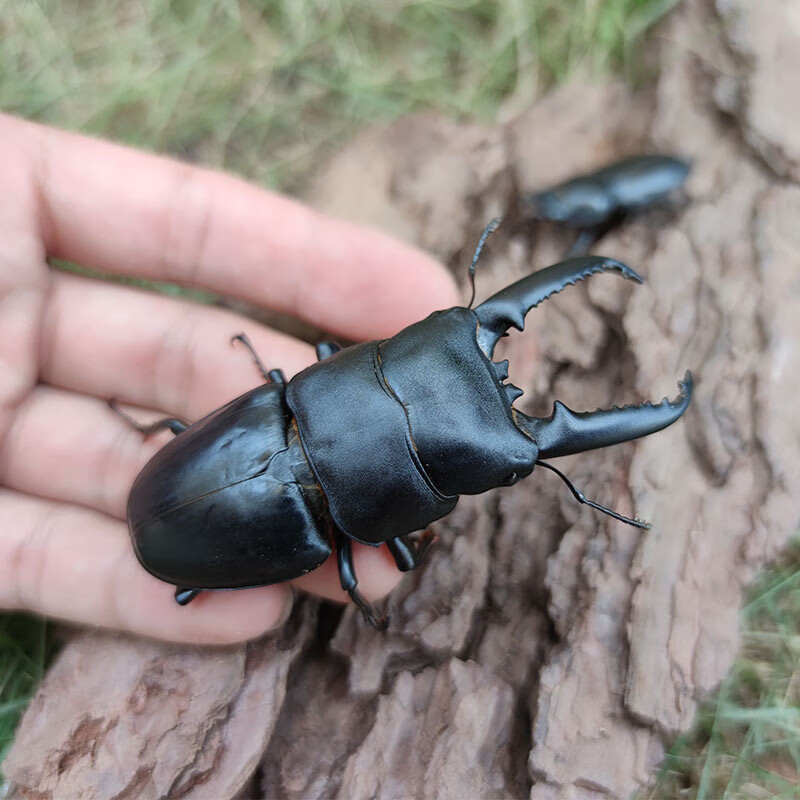 旺园兴中华大锹甲成虫甲虫送食物巨型独角仙楸甲虫繁殖幼虫 【中扁