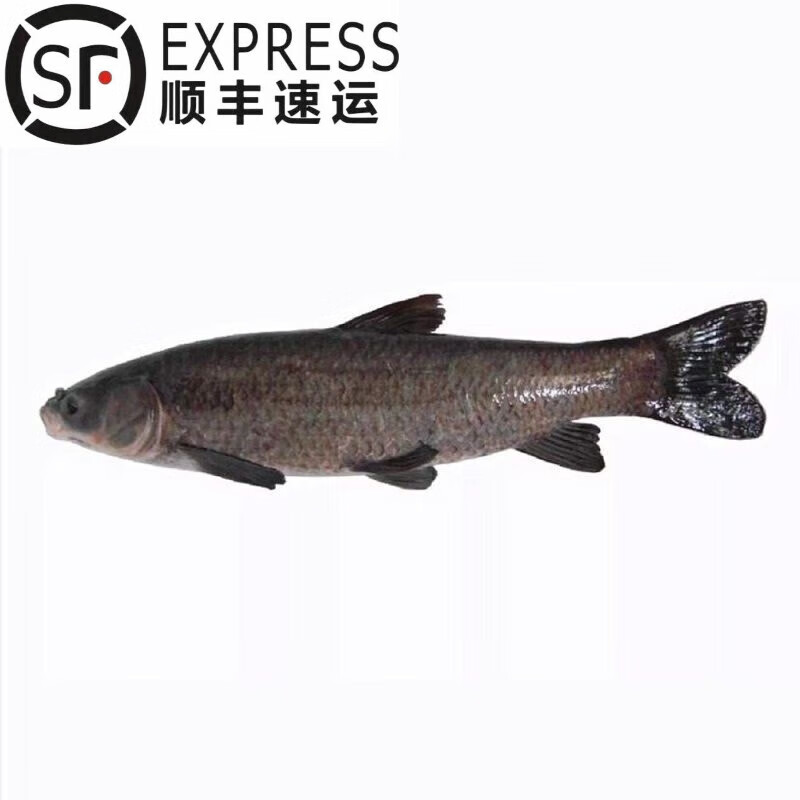 够印顺丰江苏溱湖乌青螺蛳青螺丝青鱼鲜活淡水青草鱼整条10-20斤 10斤