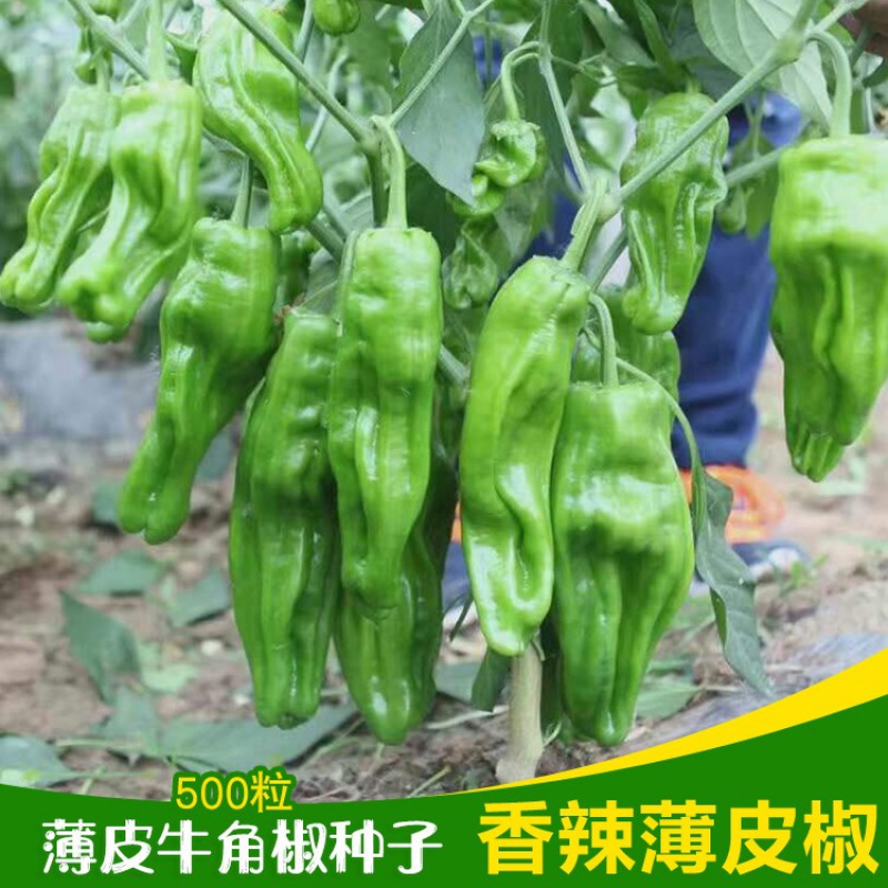 蔬菜种子 高产香辣薄皮辣椒种子 邹皮青椒辣椒籽 四季阳台盆栽 香辣
