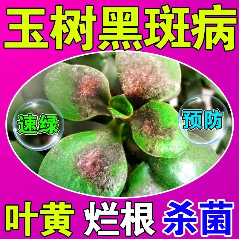 玉树专用肥料花卉营养液绿植多肉通用白粉病黄叶黑斑病家用缓释肥 1