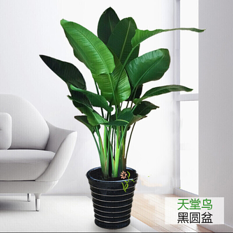 室内客厅公司大厅会议室大型盆景绿色盆栽植物天堂鸟绿植盆景办公室