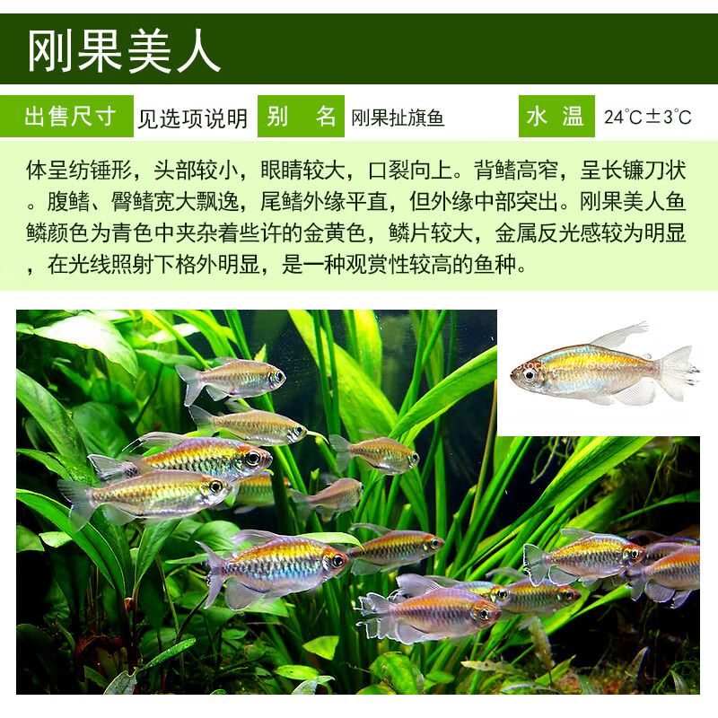 刚果美人鱼群游鱼热带观赏鱼淡水草缸扯旗鱼蓝刚果美人小型鱼活体
