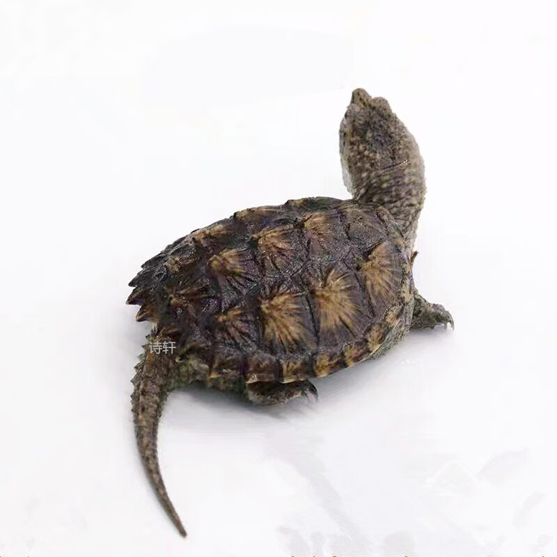 诗轩 黄壳杂佛鳄龟 乌龟活物 纯佛杂佛鳄龟 小鳄龟活体 观赏龟 外塘