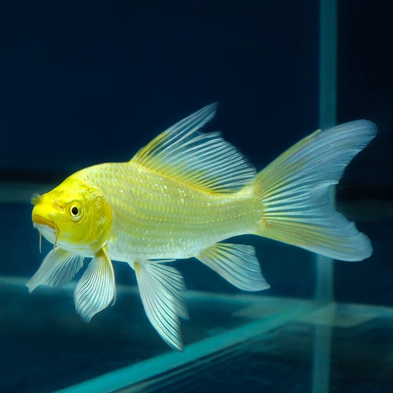 水族活体历史价格是多少|水族活体价格走势图