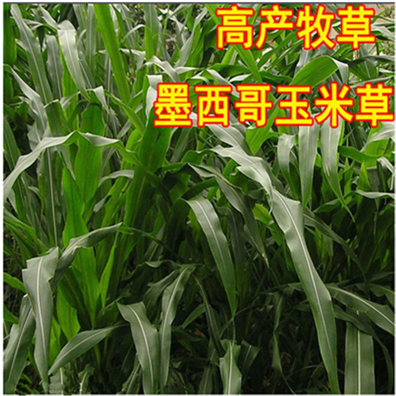 进口墨西哥玉米草种子牧草种子喂养牛草羊草鱼草鹅草种子 墨西哥玉米