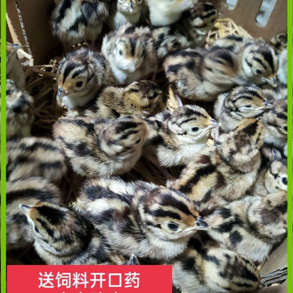 纯种七彩山鸡苗出壳鸡苗野鸡正宗七彩山鸡幼苗活苗观赏鸡苗 3