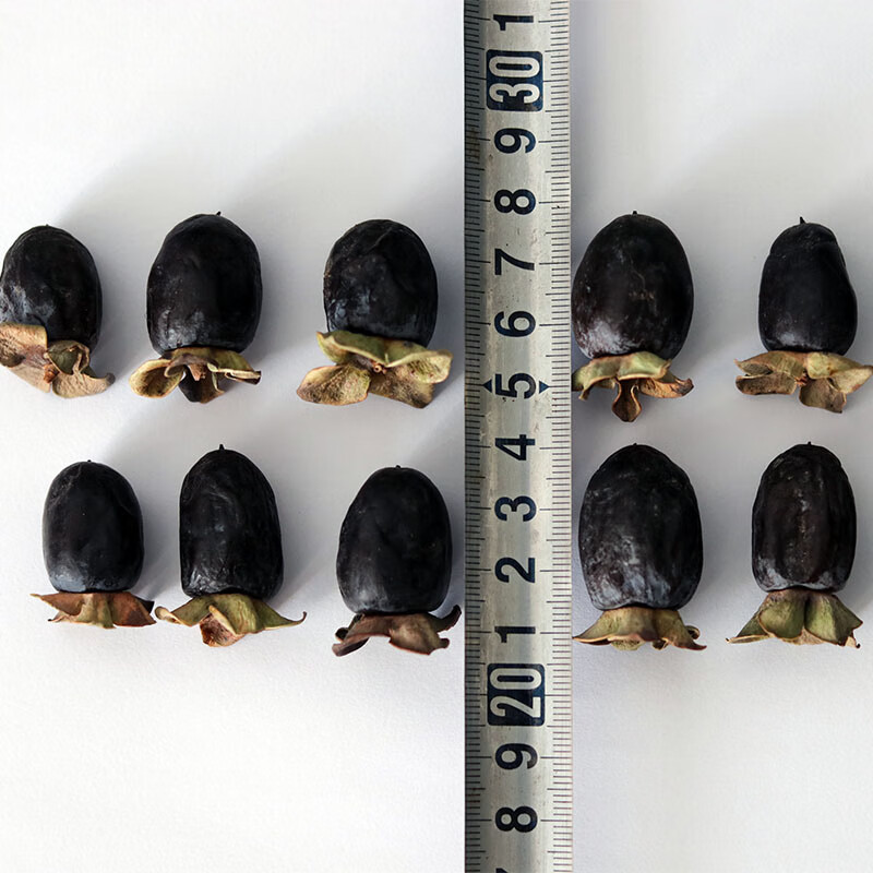 鑫桃园新鲜带蒂无核黑枣北京特产大黑枣马奶枣正宗黑枣黑豆柿软柿子柿茶 五斤