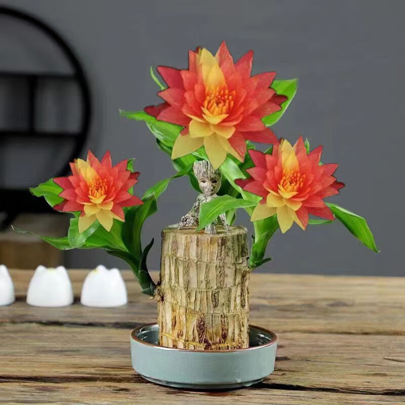 地艺巴旦木盆栽【可开花】巴西木开花水养夏季驱蚊开花懒人格鲁特幸运