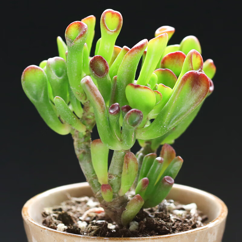 植物盆栽绿植花卉办公室内桌面阳台萌肉新手好养趣味diy四 筒叶花月