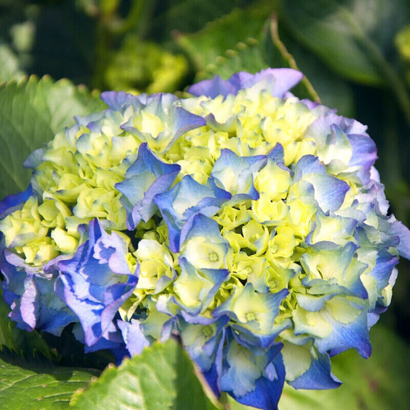 绣球花苗 当年开花盆栽地栽植物无尽夏系列 绣球紫阳花八仙花洋绣球