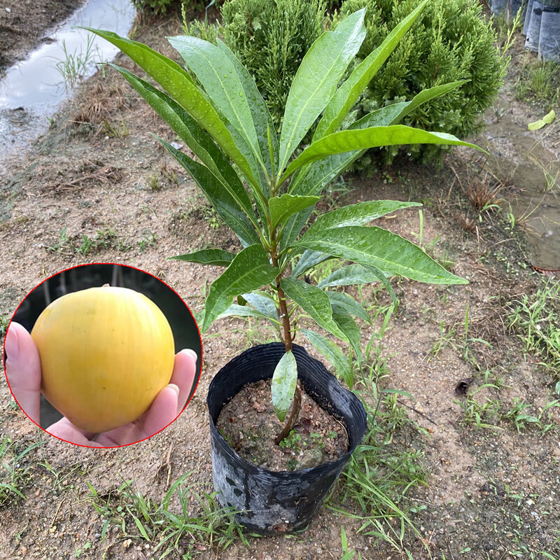 文静花坊  正宗蛋黄果苗树苗 鸡蛋果苗种植 蛋黄果原生苗高30cm 15cm