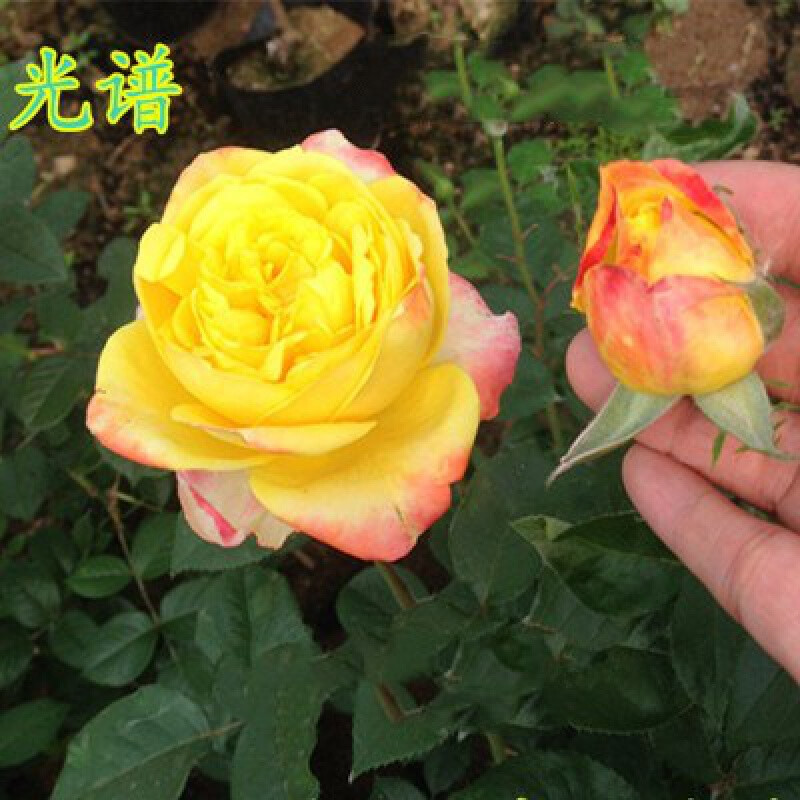 光谱 月季小苗 不含盆