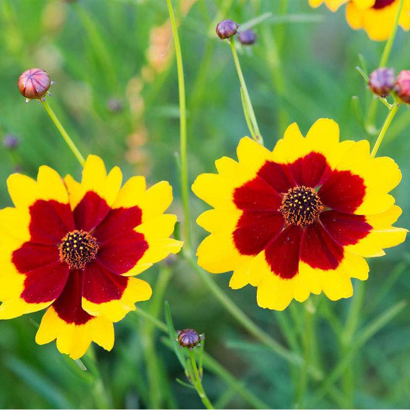 花草林木类历史价格网站|花草林木类价格走势图