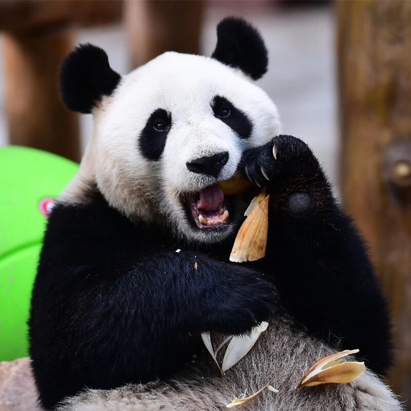 娇娇家的果园四川春笋蒲江雷笋新鲜现挖鲜竹笋现挖蔬菜加冰袋去老头发货 圆通四川雷笋5斤12到25根