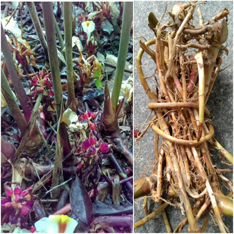 荣郁 春砂仁根新鲜现挖阳春特产天然野生砂仁藤湿砂仁颈砂仁头阳江香怎么看?