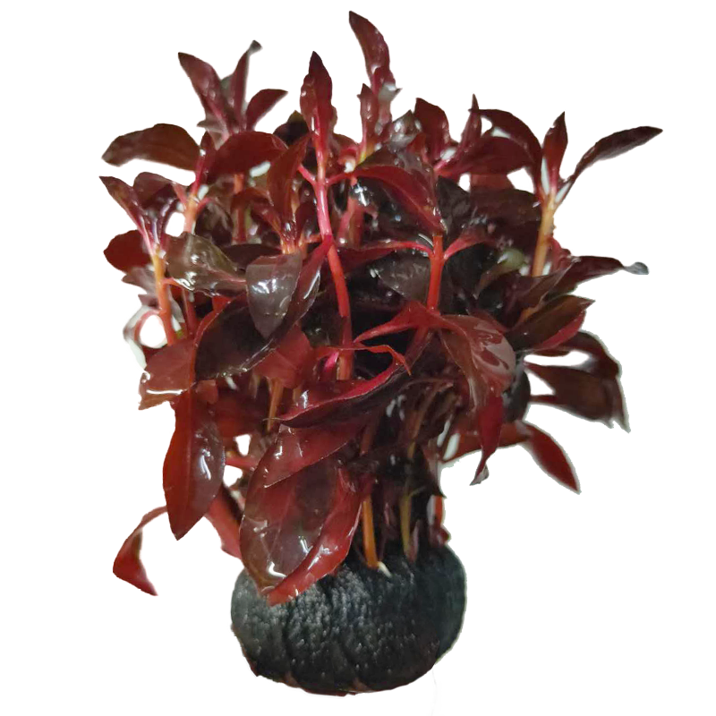 水草用品推荐，鱼官儿高品质|查水草用品历史价格