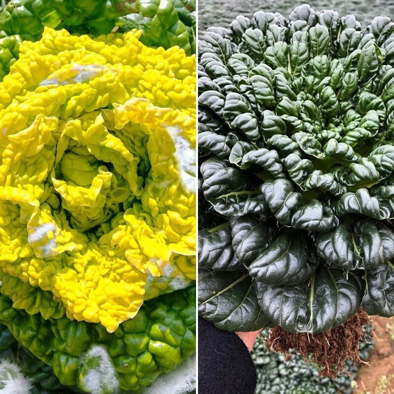 大禹黄心菜种子乌塌菜冬寒菜乌塔菜春季耐寒黄心白菜蔬菜籽 金黄黄心