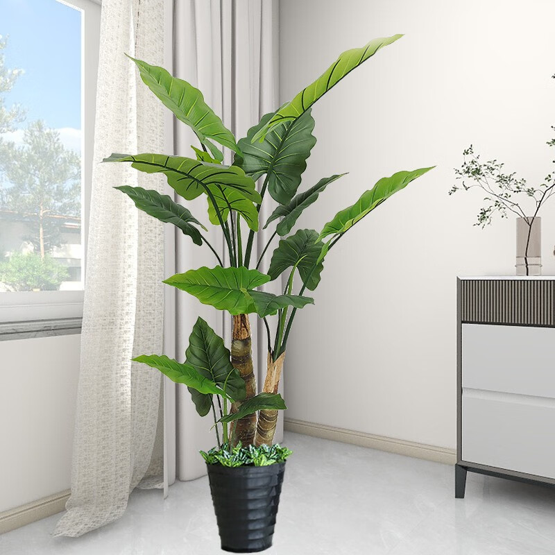 5m 粗杆绿美人  盆 草