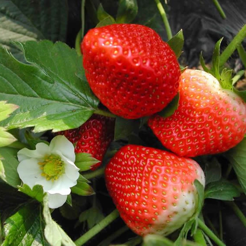 草莓苗盆栽爬藤家庭植物奶油草莓四季种植当年结果 美特莱特【10颗】