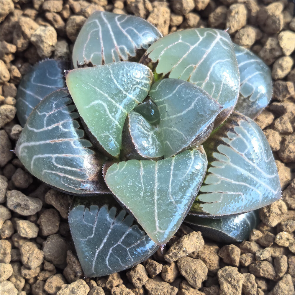 多肉植物十二卷雅典娜7厘米,带原盆土发货,包邮 十二卷