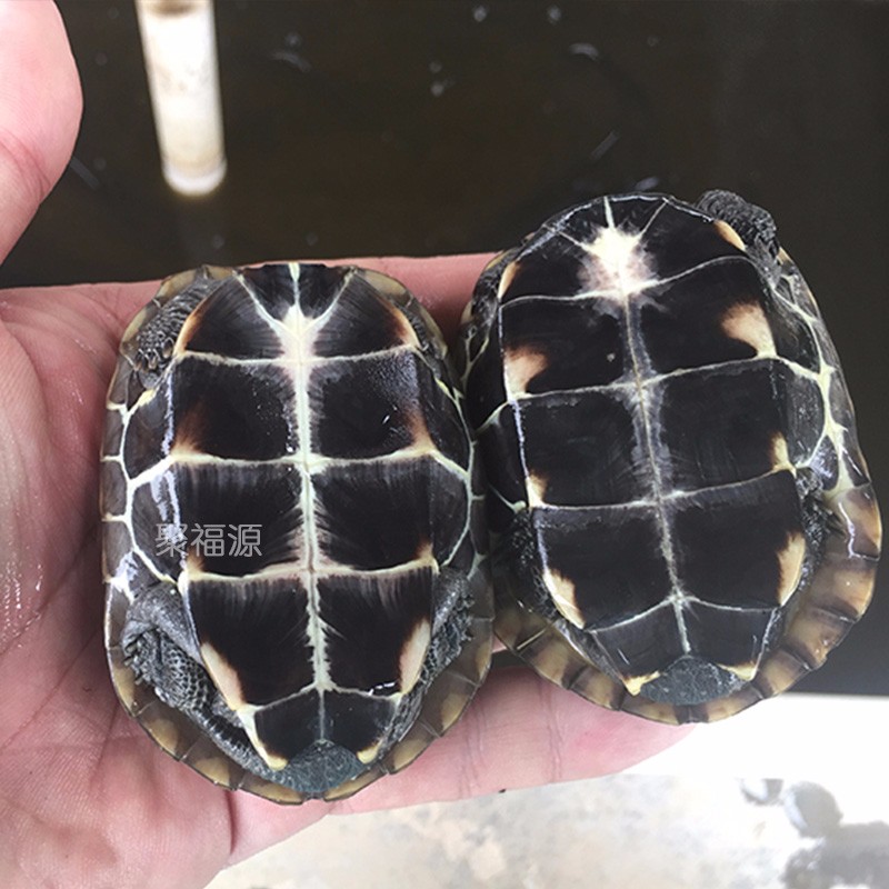 异宠活体历史价格走势|异宠活体价格比较