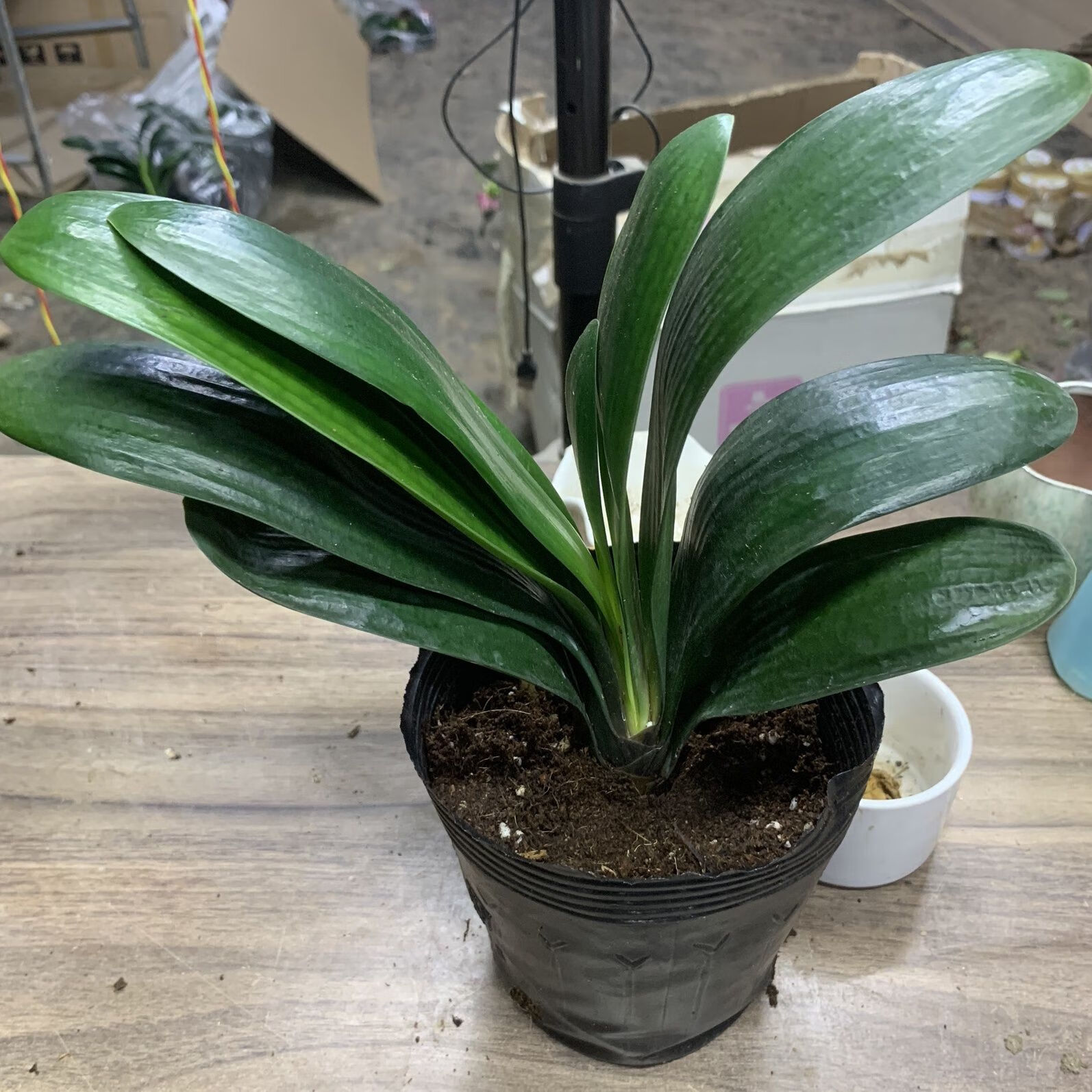 艾风格君子兰水培花卉水养君子兰懒人水培植物四季客厅绿植 精品