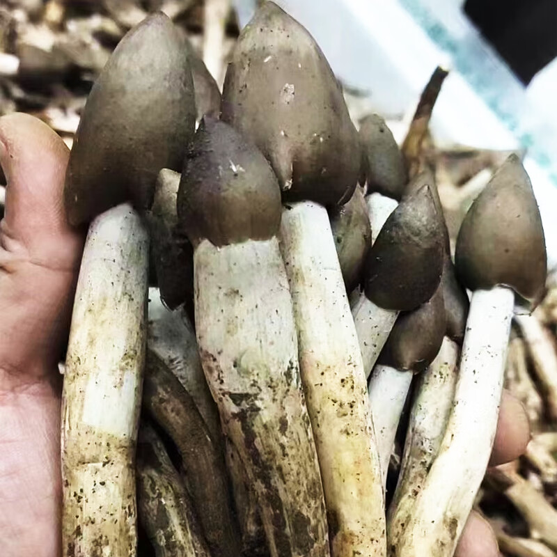 禾澹广州发货荔枝菌菌天然食用菌珍贵山珍五月菌菇鸡枞增城特产 头