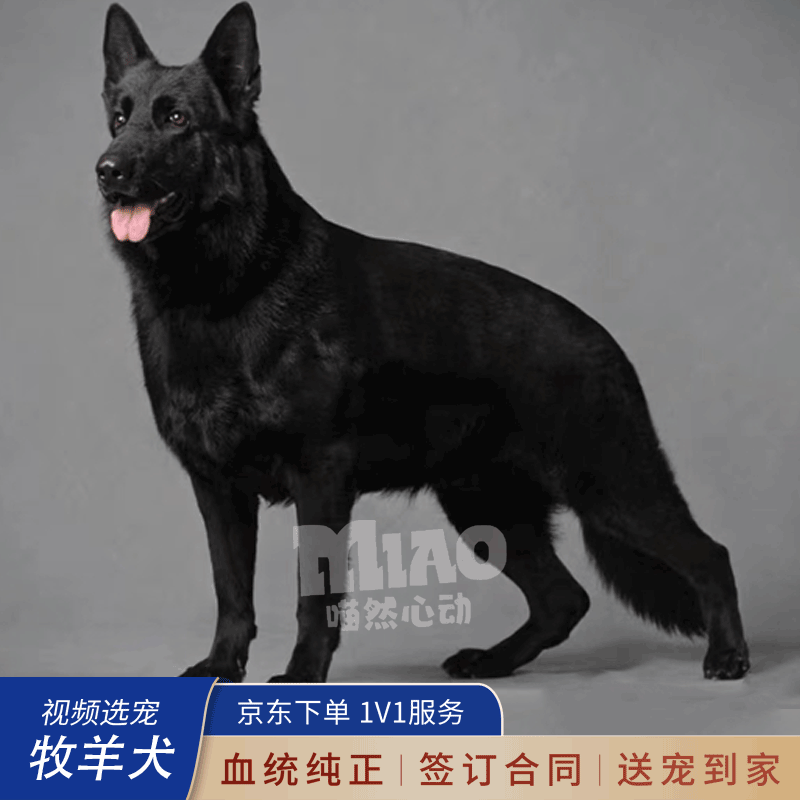 喵然心动纯种德牧幼犬黑背东德国牧羊犬警犬军犬大型狼狗猎犬宠物狗