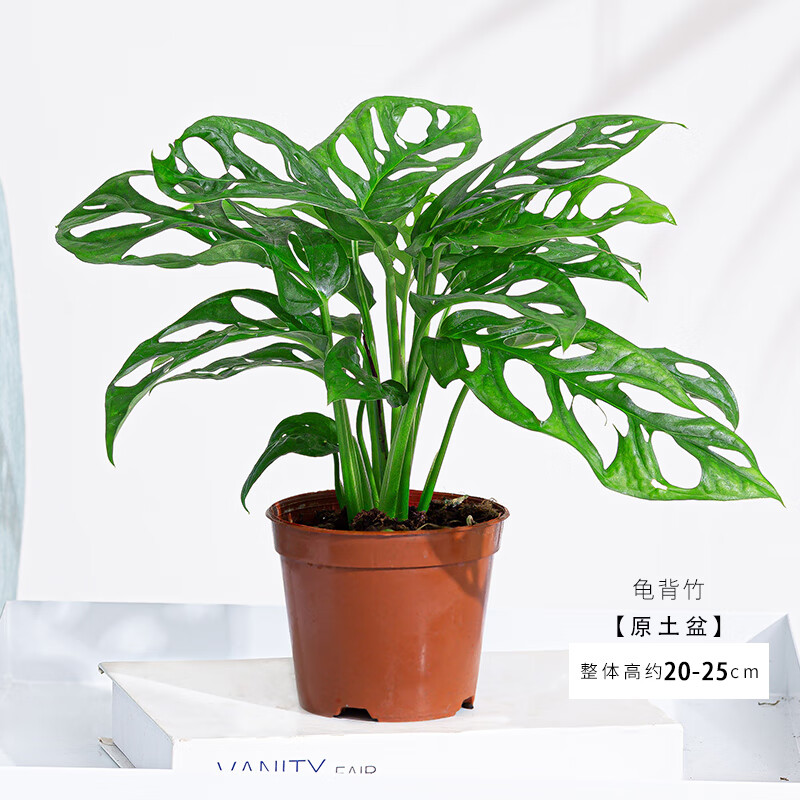 小冤家仙洞龟背竹盆栽绿植花卉室内客厅四季常青水培北欧网红植物 90