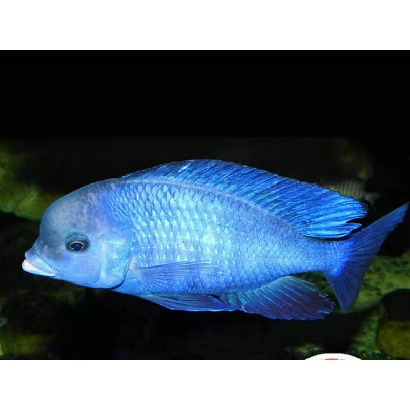 荣郁三湖慈鲷大尺寸活体热带观赏鱼马鲷伊巴卡蓝六间非洲王子蓝面财神
