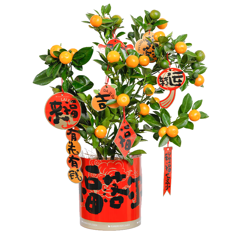 简值了 春节装饰新年礼物 四季桔盆栽