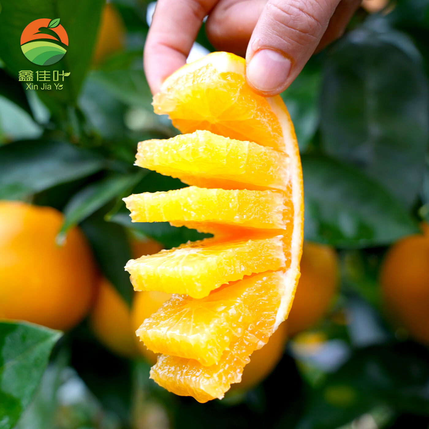 鑫佳叶湖南麻阳冰糖橙 当季新鲜橙子水果 手剥橙甜橙子 现摘现发 净重4.5斤装 小果55MM+