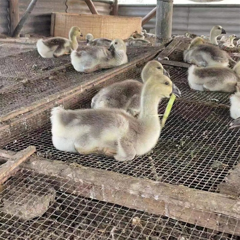 汕头纯种狮头鹅苗澄海特大种巨型狮头鹅苗正宗狮头鹅苗潮汕狮头鹅 2-3