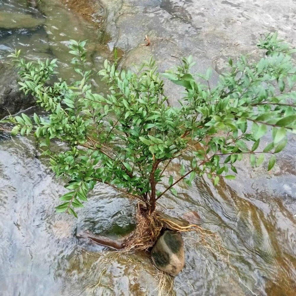 水杨梅植物  水杨梅植物鱼缸造景大老桩坨坨花苗树苗水上叶水培土