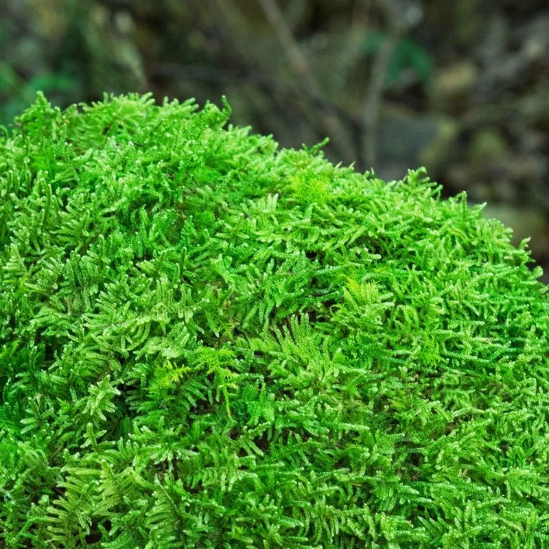 苔藓微景观青苔盆景装饰造景植物铺面鲜活假山水陆缸diy室内绿植 大灰藓15*8厘米/盒 5盒