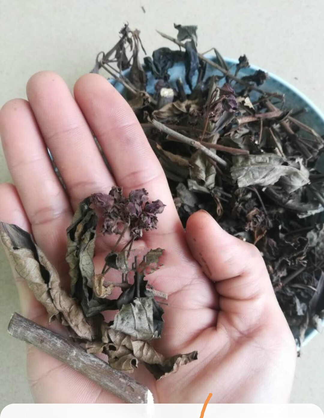 深山新鲜白花鬼灯笼 鬼点火 鬼灯笼 苦灯笼 灯笼草 岗灯笼 当季晒干的