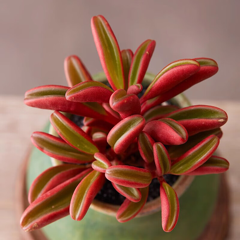 梓乐果红背椒草多肉大颗多头老桩绿植稀有贵货多肉植物美观趣味净化