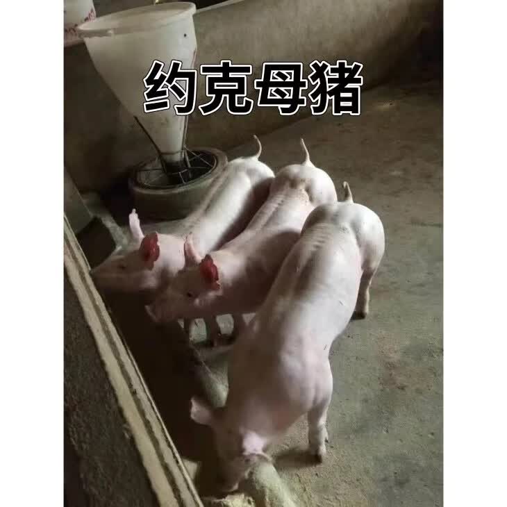 新美系大约克种公猪种母猪,英系大白种公猪种母猪
