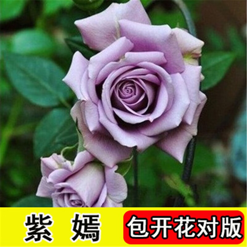 玩冒（WMO）玫瑰花大苗【3株+盆土肥】可自选当年开花大苗盆栽地栽耐寒花卉 绿云【3棵+盆土肥】