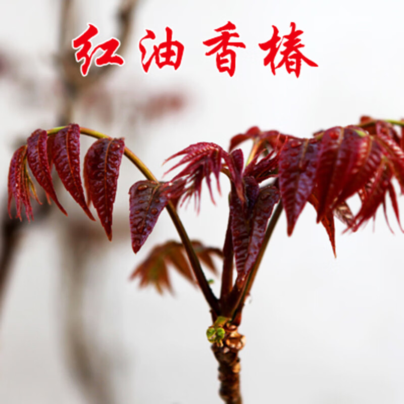 花姬红油香椿苗四季食用椿树苗室内盆栽庭院地栽南方北方种植苗菜 3年