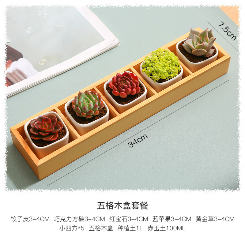 多肉植物查历史价格|多肉植物价格历史